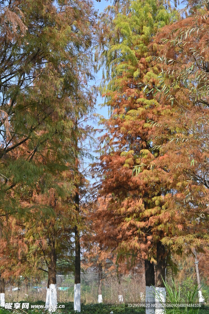 秋日斑斓树林美景