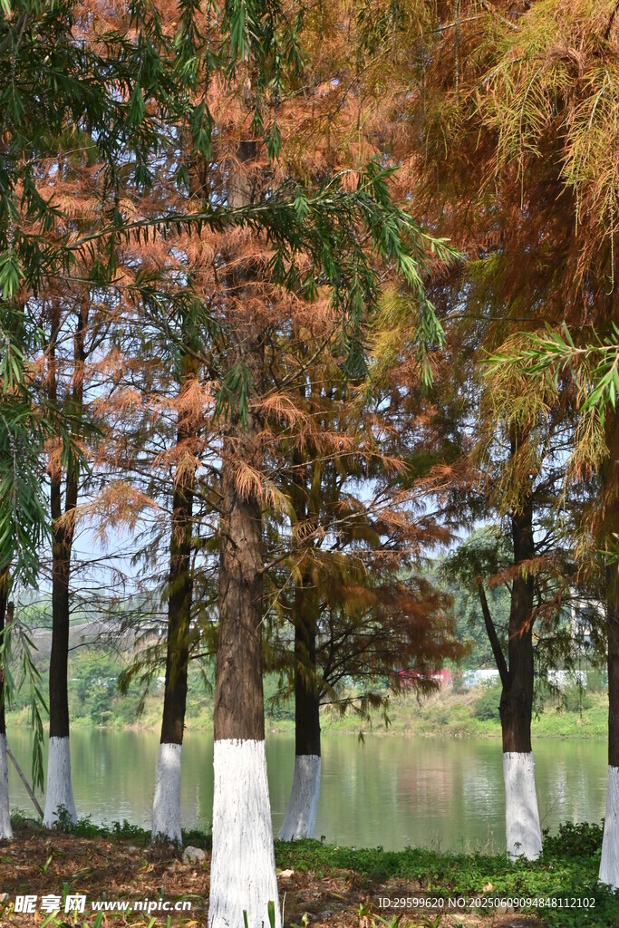 秋日湖畔彩林美景