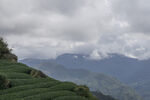 云雾缭绕的山间梯田茶园