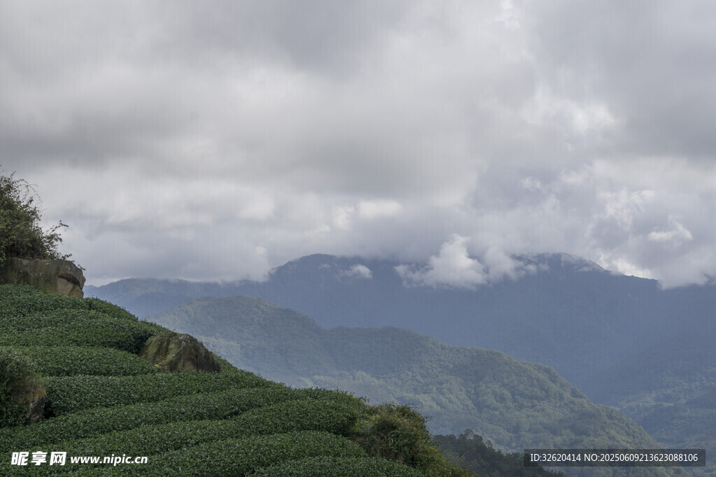 云雾缭绕的山间梯田茶园