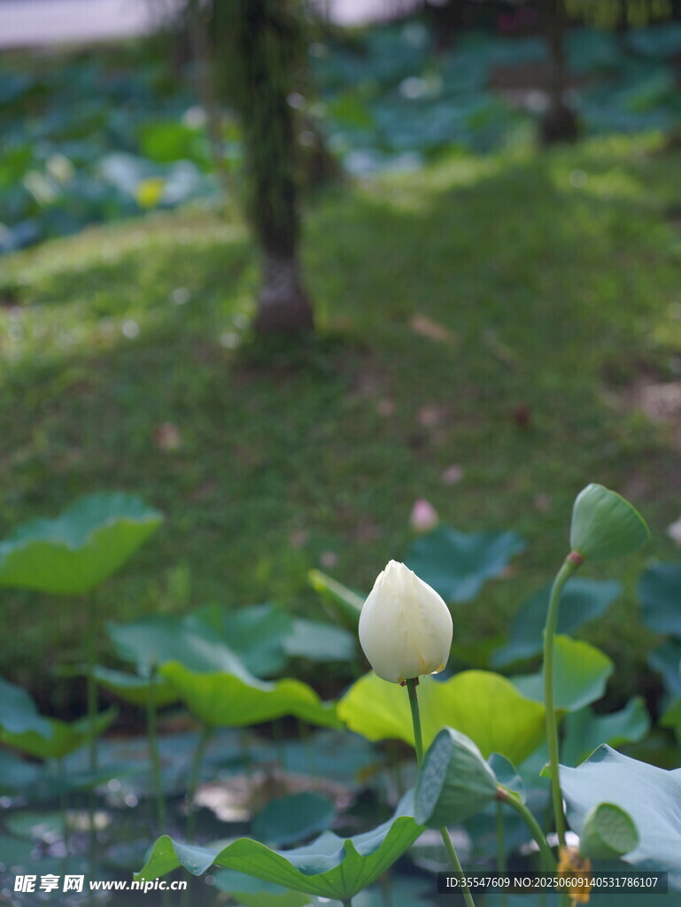 含苞待放的白荷花