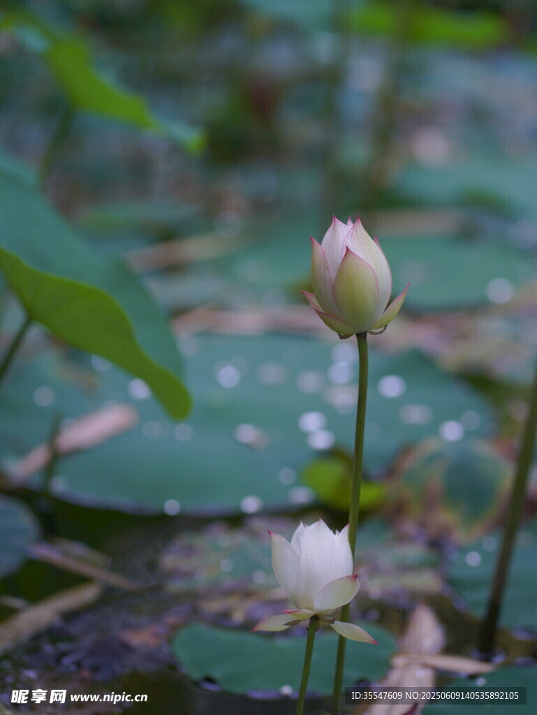 含苞待放的水中荷花