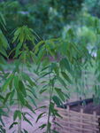 跳舞草翠绿竹叶  清新自然景致