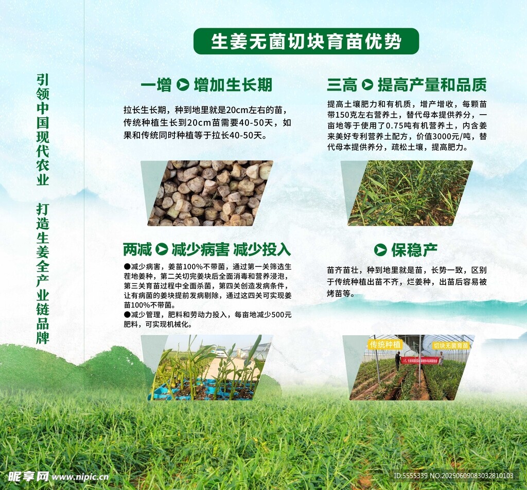 生姜无菌切块育苗优势