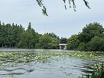 湖畔绿意浓 湖面荷叶景