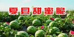 甜蜜脆大西瓜