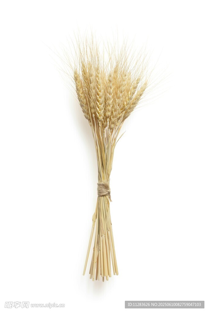 一束金黄麦穗