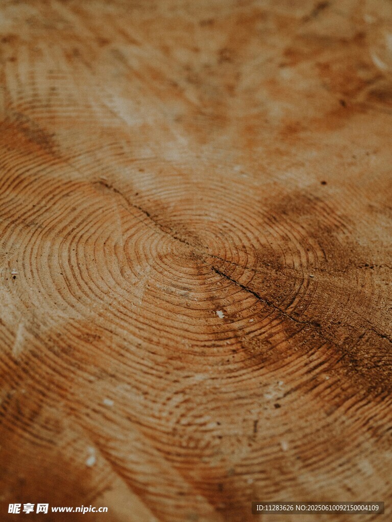 树桩年轮特写