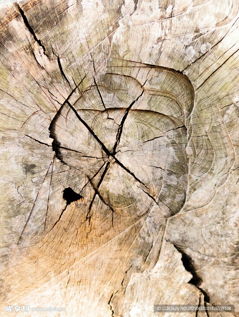 树干纹理特写