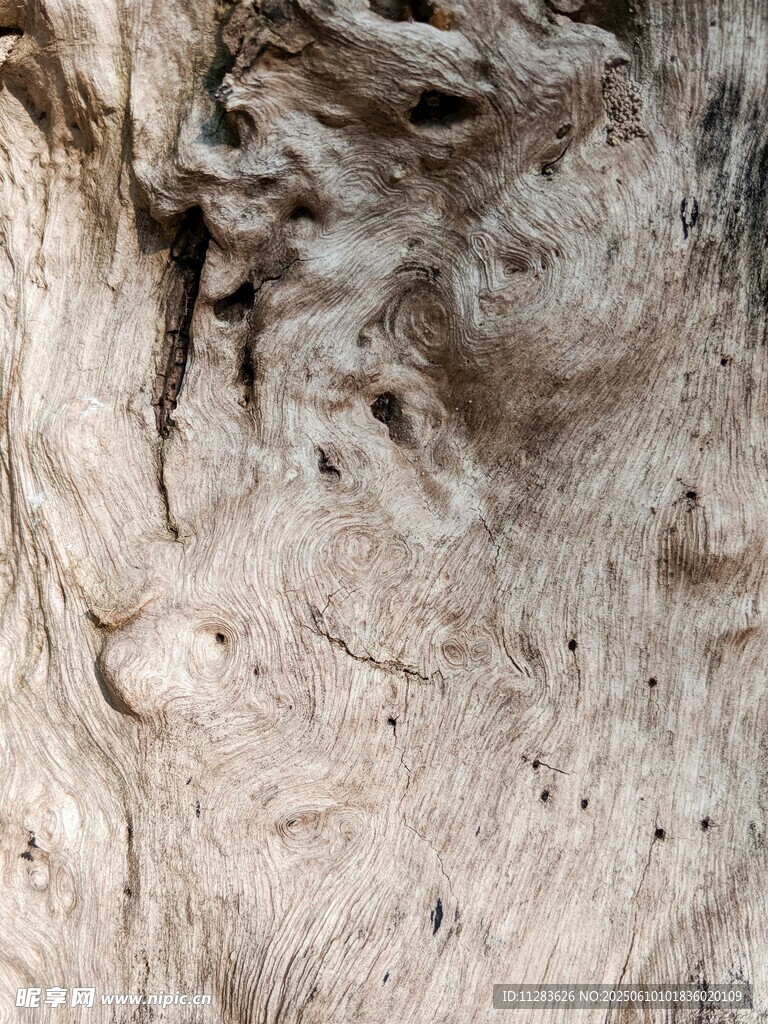 树皮纹理特写