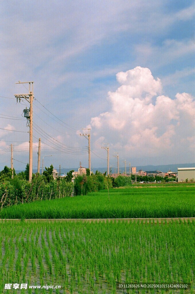田园风光中的电线杆与绿野