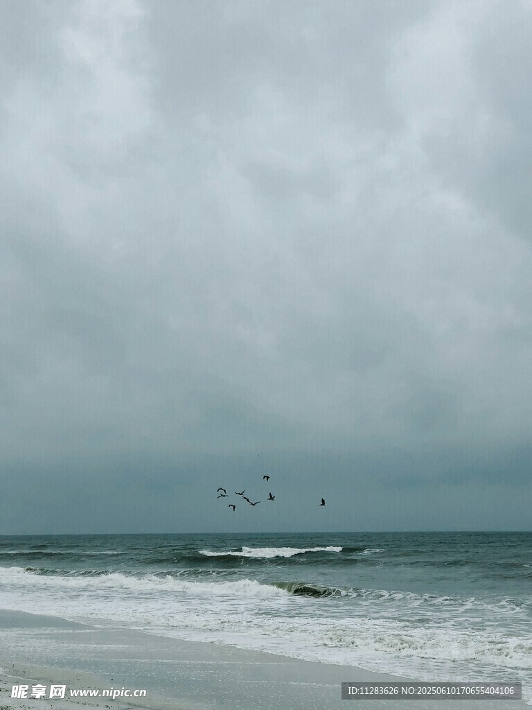 海边飞鸟与翻涌海浪