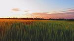 夕阳下的广袤麦田