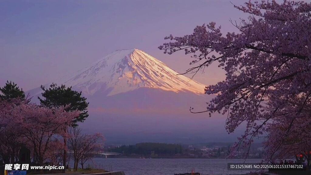 富士山下烂漫樱花景