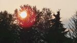 夕阳透过树林洒下光芒