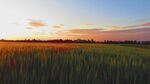 夕阳下的麦田美景