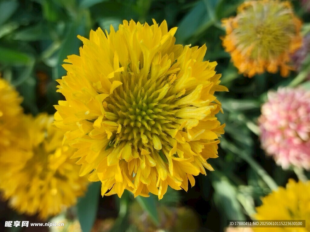 菊花