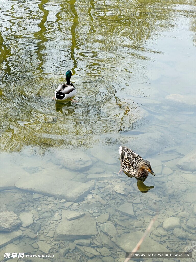 鸭子