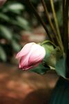 花苞