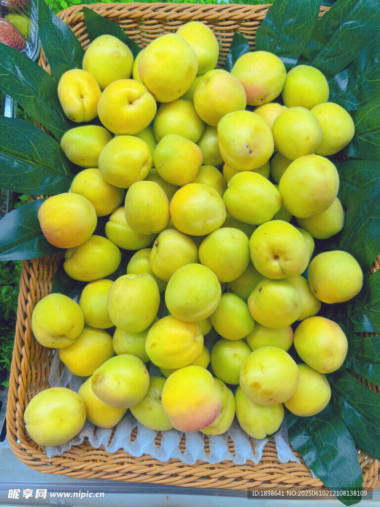 八达杏