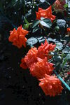 月季花  