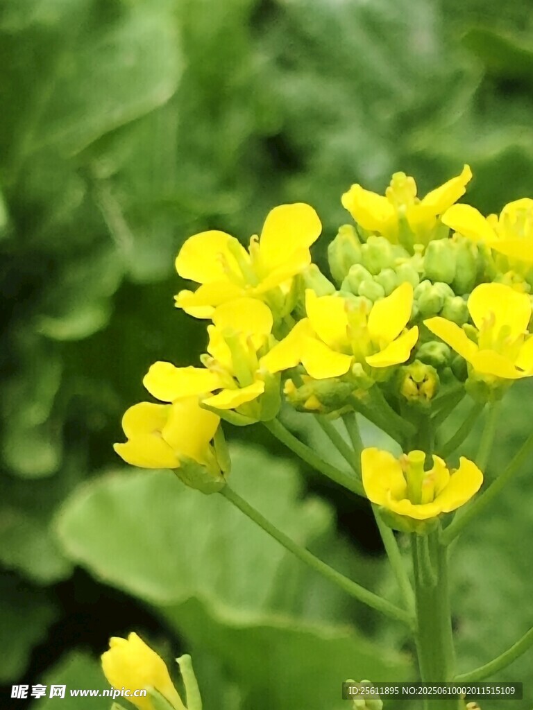 黄色小花绽放绿叶间