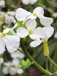 白色小花绽放