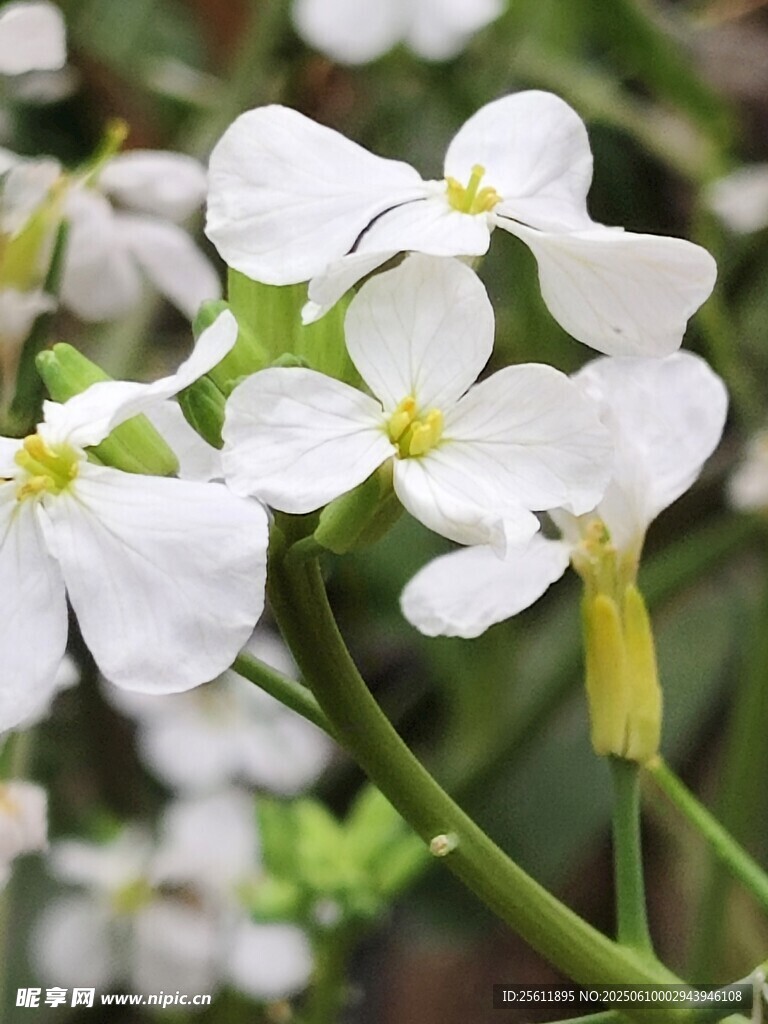白色小花绽放