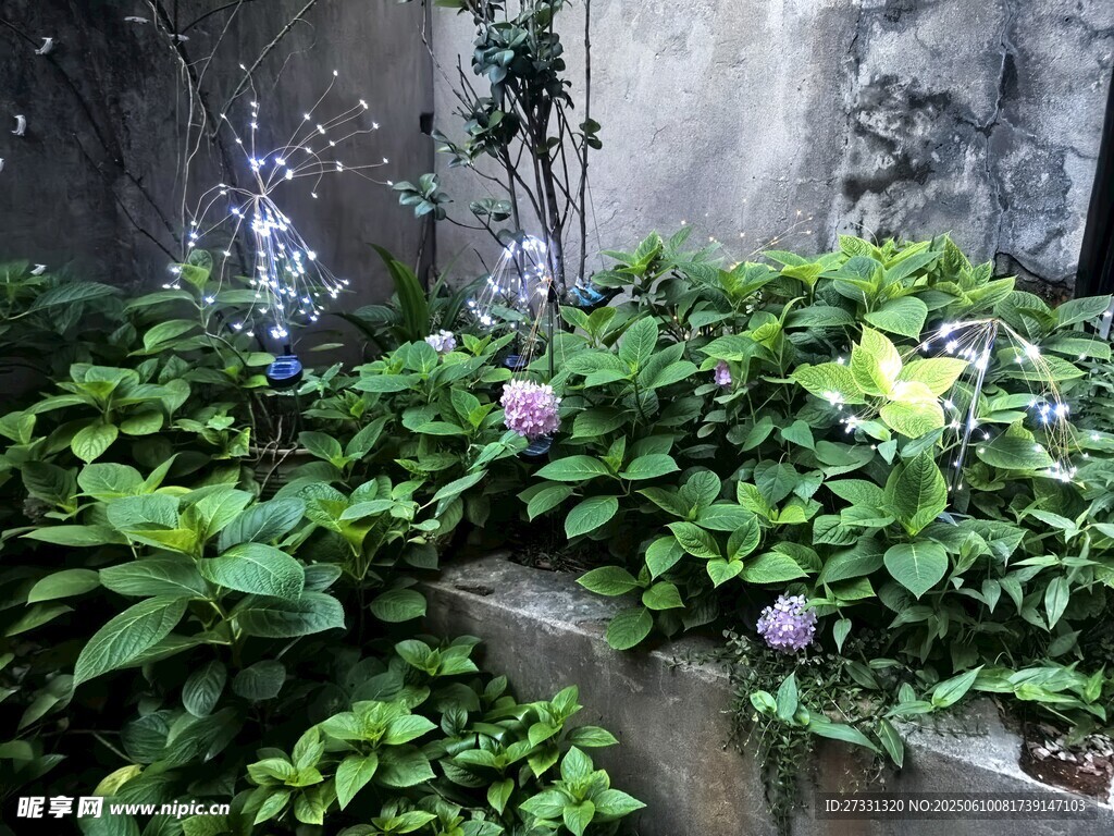 庭院绿植景观一角