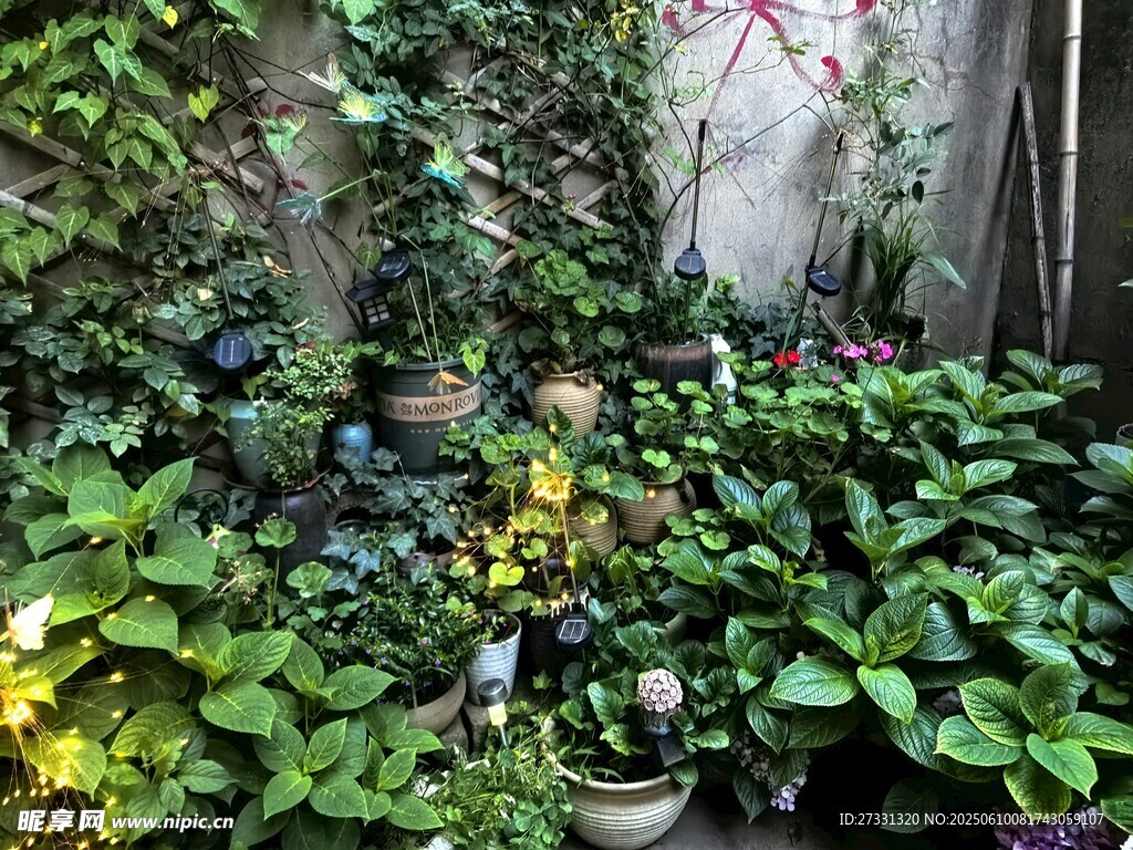 庭院绿植一角