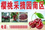 樱桃采摘园