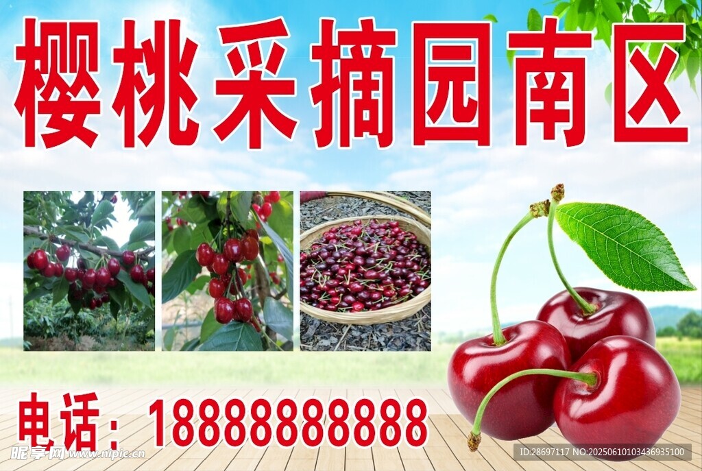 樱桃采摘园