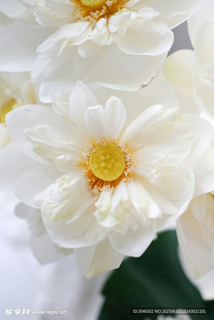 洁白绽放的美丽花朵