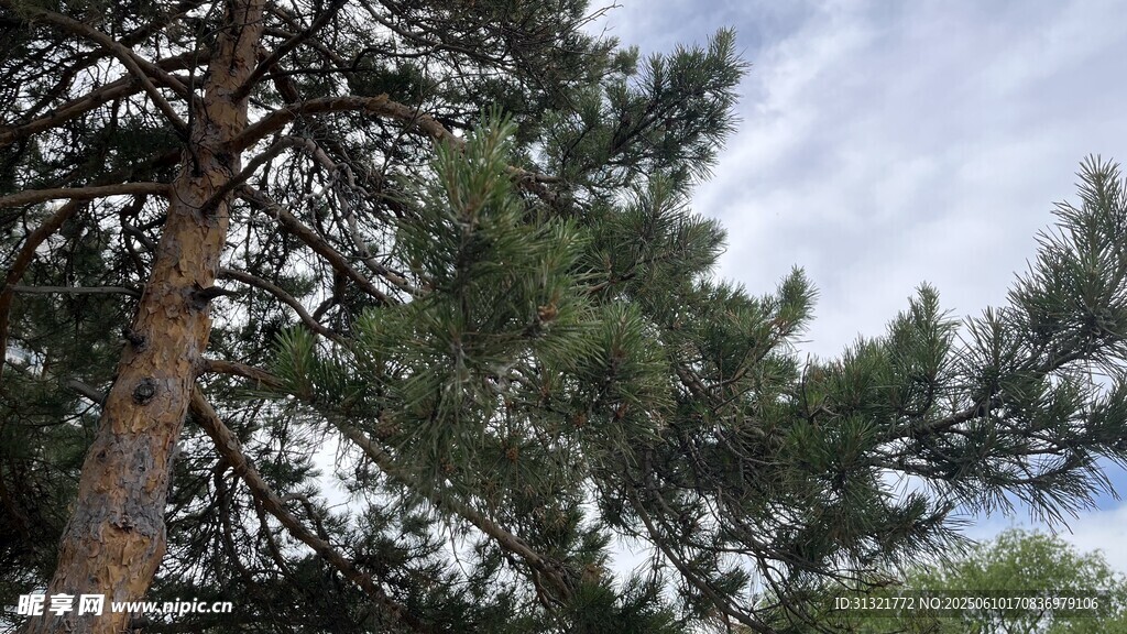 挺拔松树与蓝天白云