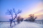 冬日雪野中的孤树美景