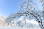 雪覆树枝远山雪景如画