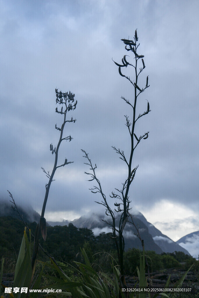 山间植物与朦胧远山