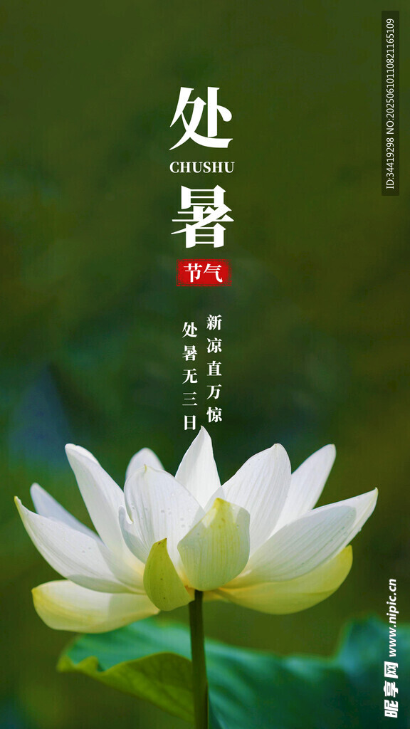 处暑时节的洁白荷花