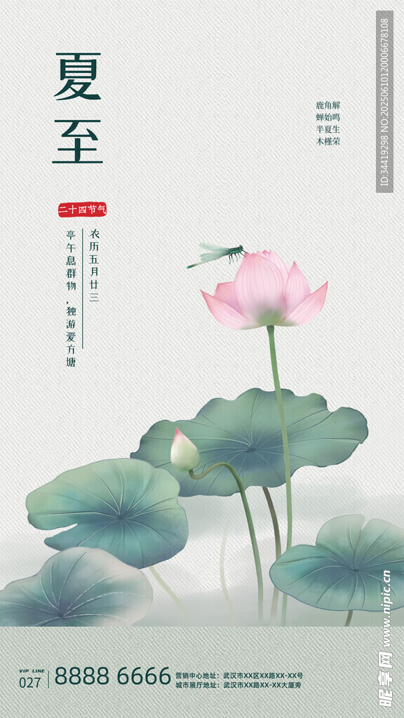 夏至荷花图