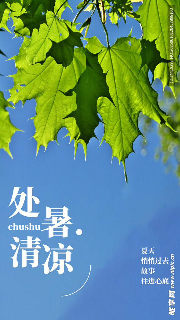 处暑时节的清凉绿叶