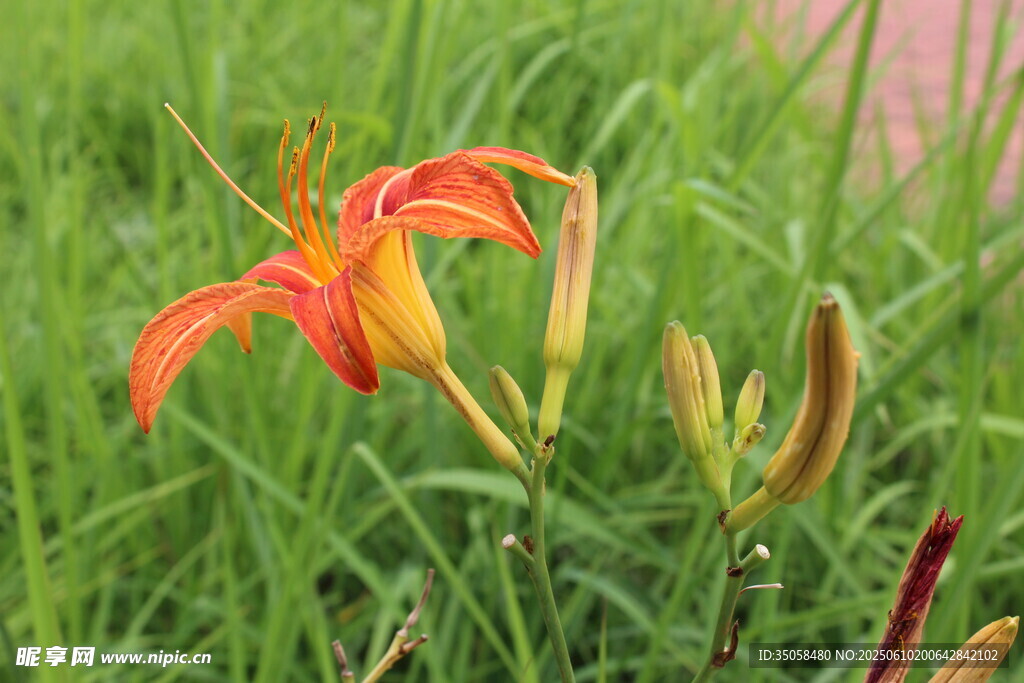 萱草花  