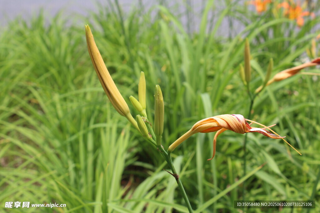 萱草花 