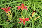 萱草花 