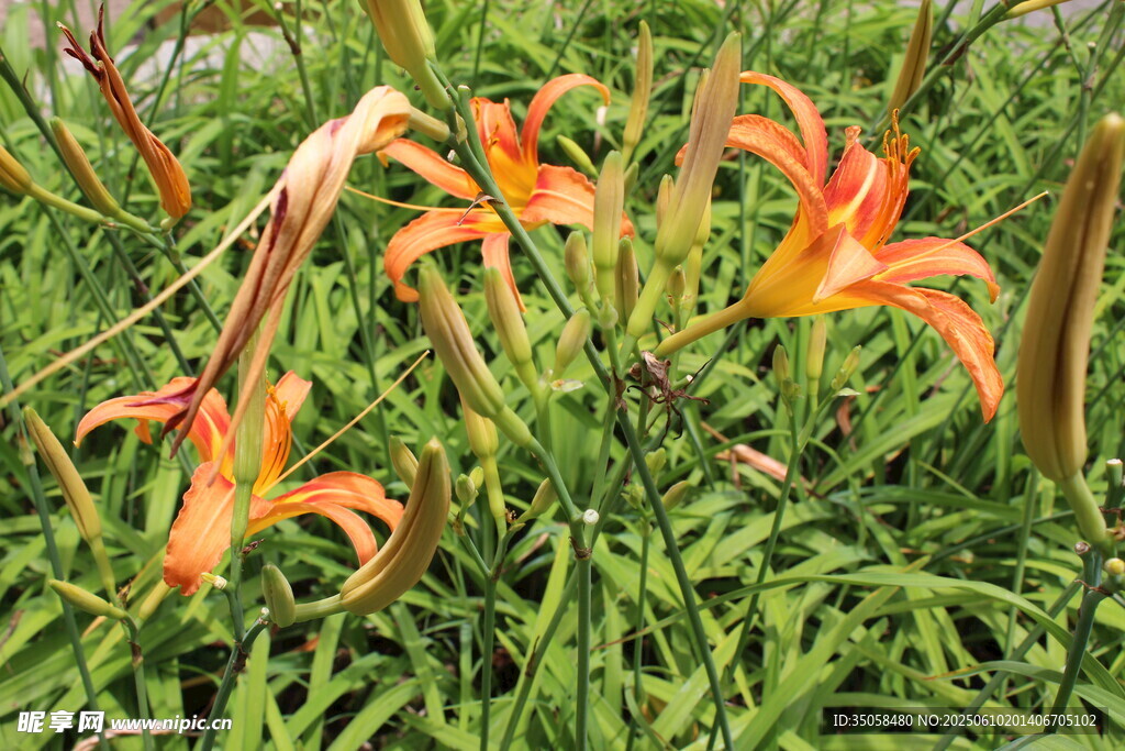 萱草花  