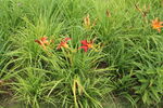 萱草花  