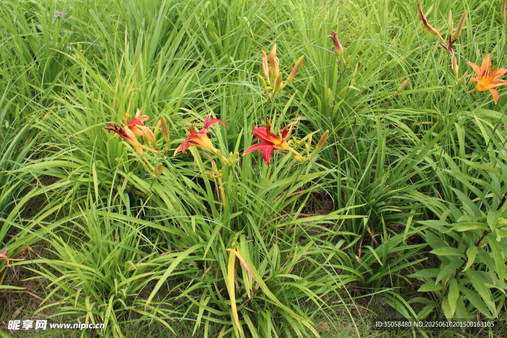 萱草花  