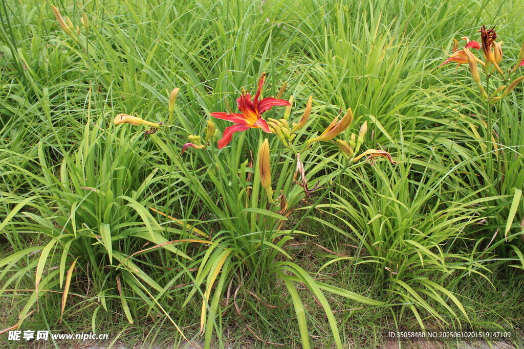 萱草花  