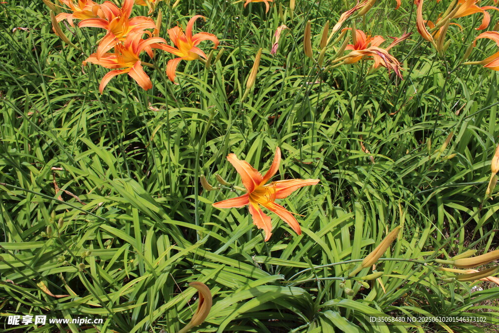 萱草花  