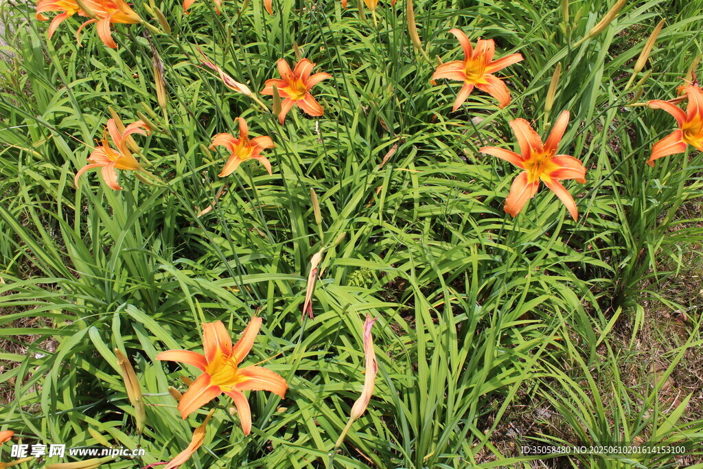 萱草花 