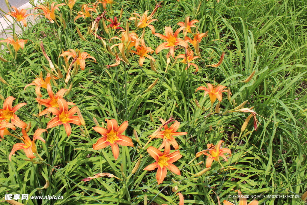 萱草花 